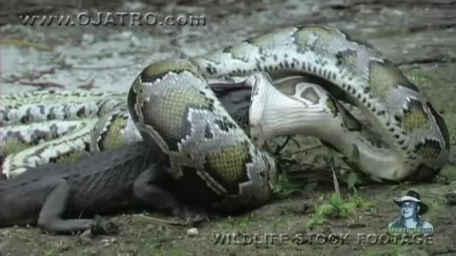 خورده شدن تمساح توسط مار پیتون !... حیرت انگیزه...