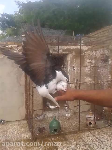 pigeon کبوتر حمامات