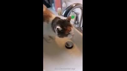 آب خوردن خنده دار گربه...!