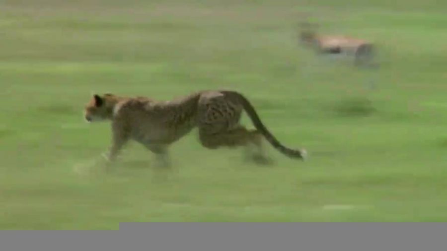 شتاب موشکی چیتا در شکار