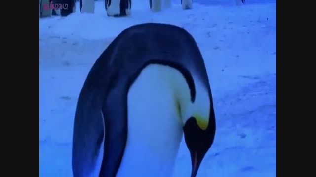 ماتم والدین برای از دست دادن فرزند_پنگوئن امپراطور+فیلم