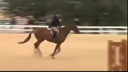 Anglo-Arab Horse