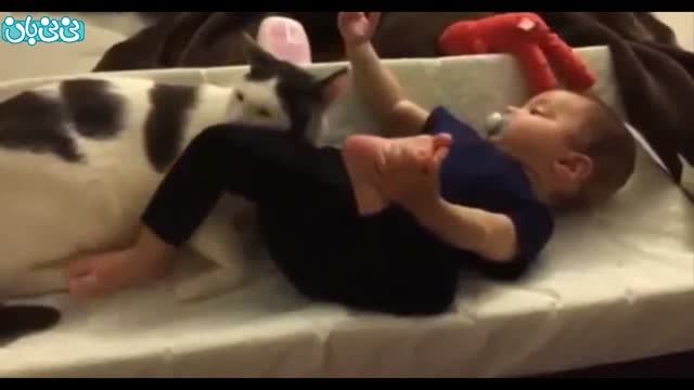رابطه دوستانه گربه ها و بچه ها