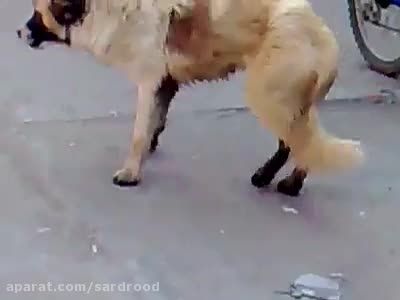 رقص سگ---حتما ببینید