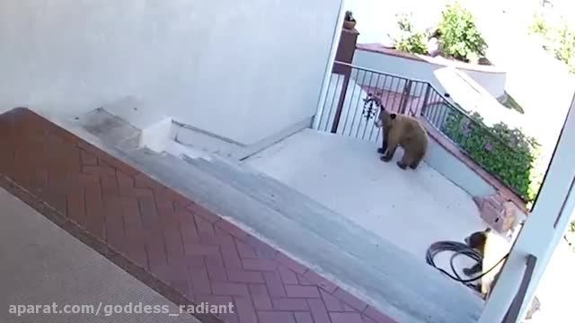 مبارزه سگ با دو خرس