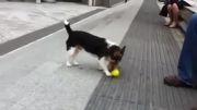 سگی که با خودش و توپش بازی میکنه