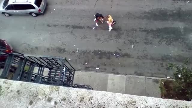 حمله سگ های پیت بول به عابران در شهر نیویورک