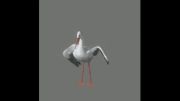 Reference برای متحرک سازی( Stork 3D)