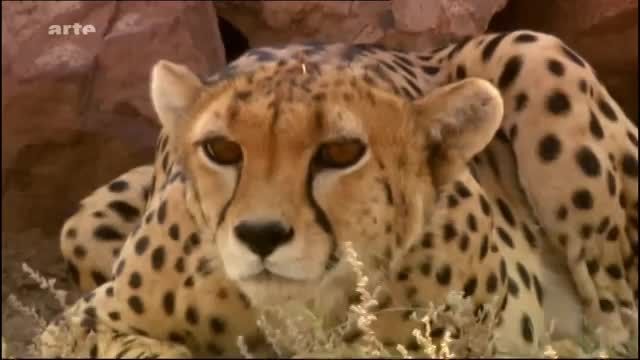 یوزپلنگ ایرانی-Iranian Cheetah