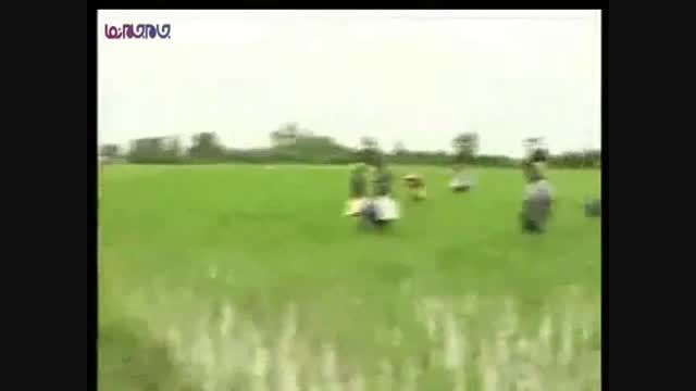 نشاط زنان شالیکار_کار تلاش کوشش+فیلم ویدیو کلیپ برنج