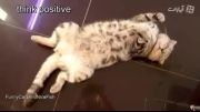 خنده دار ترین ویدئو از گربه ها :)))