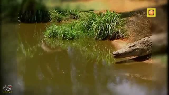 تمساح های آفریقا