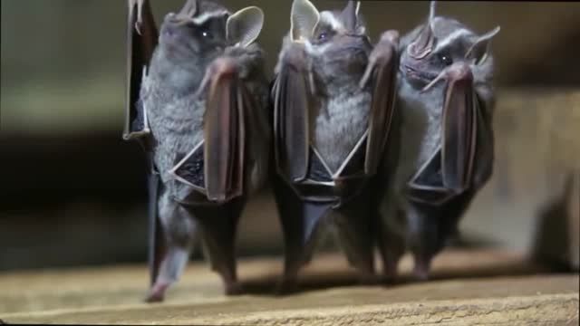 رقص خفاش ها