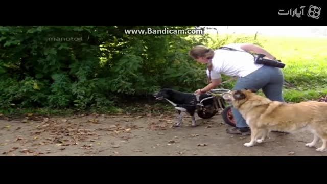 سگ های معلول - با ویلچر راه میروند ...