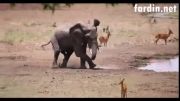 حمله کروکودیل به فیل (جدید)