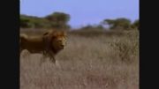 مستند فوق العاده زیبای حیات وحش افریقا(قسمت اول)