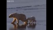مستند خرس قطبی تدوین از حسین جگوار