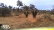 شکار لحظه حمله گروه فیلهای وحشی به توریست ها.
