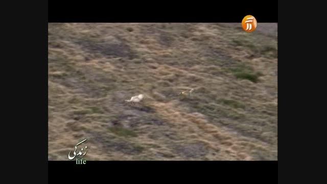 شکار بچه گوزن توسط گرگ سفید