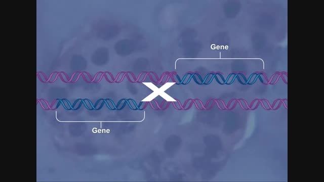 تکامل ژن همولوگ(HD)