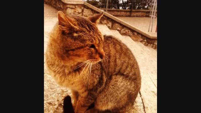 اپدیت اینستای گیوری کارا - گربه توی بارسلونا