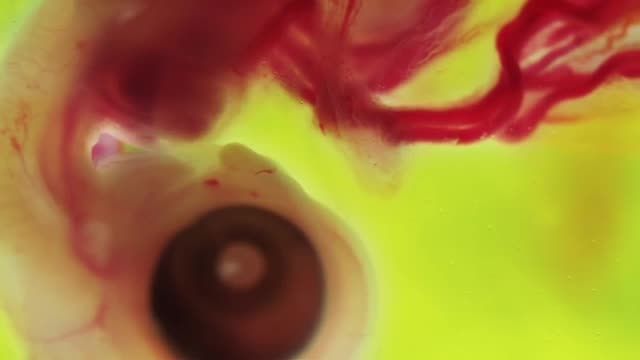 ویدیو حیرت انگیز رشد و نمو جنین در داخل تخم