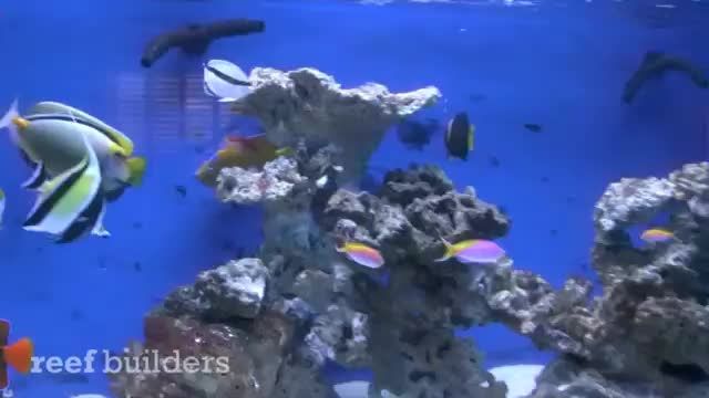 ماهی های آب شور نادر در آکواریوم