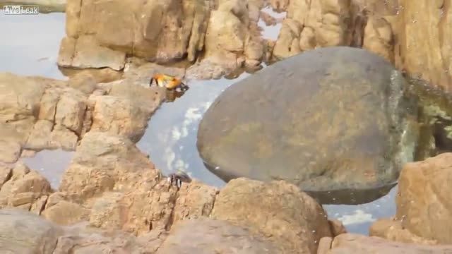 صحنه کمیاب حمله اختاپوس به یک خرچنگ بزرگ بروی صخره های