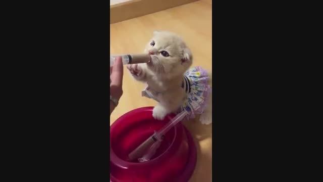 غذا دادن به بچه گربه با سرنگ