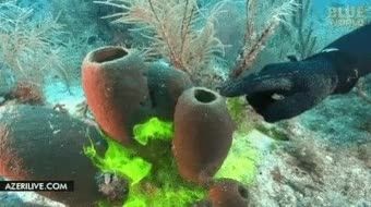 عجایب گیاهان دریایی- فوق العاده اس - www.digiComedy.com