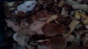 بچه همسترها