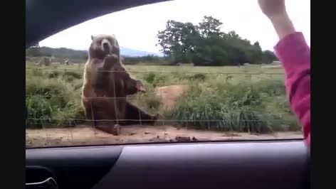 دست تکون دادنه خرس