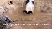 خاک کردن یک توله سگ مرده توسط یک سگ!!!