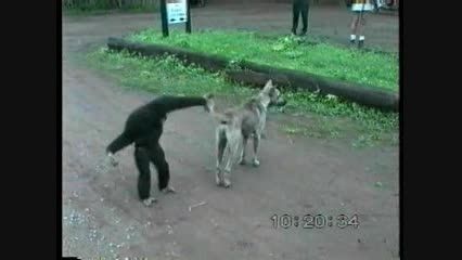 سرکار گذاشتن سگ توسط میمون...خخخخخ