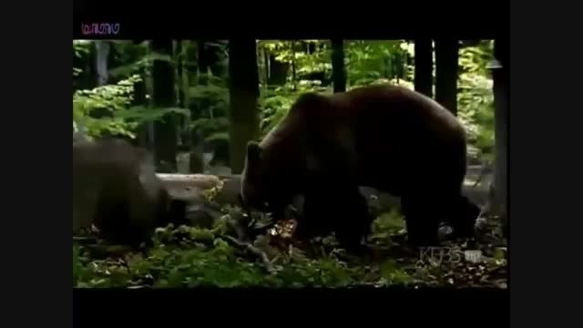 جنگ دیدنی خرس و گرگ