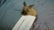 خرگوش تربیت شده!!!
