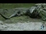 خورده شدن تمساح به وسیله پیتون غول آسا