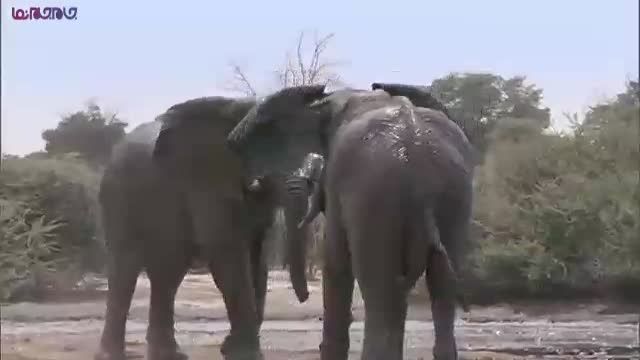 جنگ فیل برای آب+فیلم-نبرد پیل جنگ جدال درگیری+کلیپ