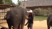 رقص فیل با اهنگ گانگ نام استایل