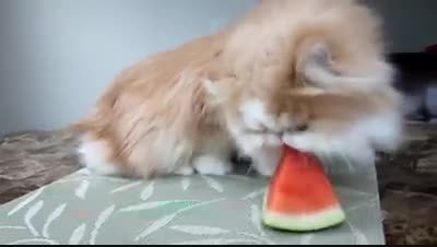 هندونه خوردن گربه ناز