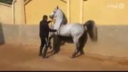 اسب اصیل عرب مصریarab horse