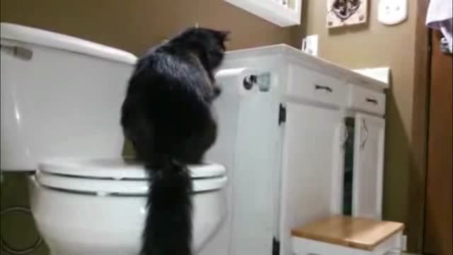 گربه و دستمال رولی