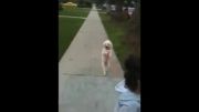 سگی که شبیه انسان راه میره!...