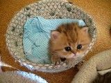 گربه ایرانی (persian cat)