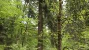 بلند ترین درخت جنگل آلمان