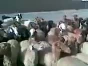 چه احترامی به گوسفندا میذاره