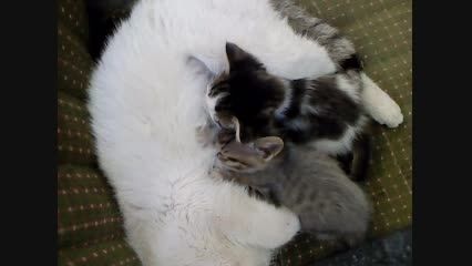 شیرخوردن بچه گربه ها