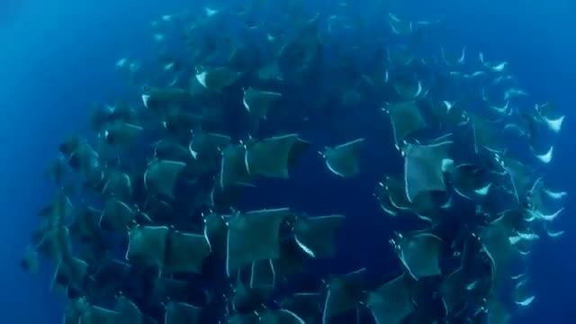 عجایب اقیانوس (ماهی های پرنده)