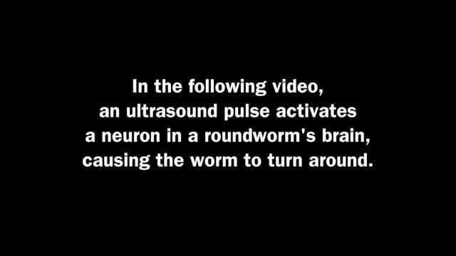 کنترل مغز کرم با امواج صوتی توسط دانشمندان