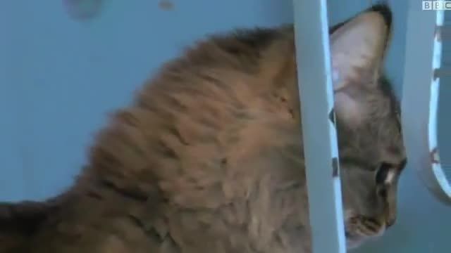 گربه بی خانمان،جان نوزاد سرراهی در روسیه را نجات داد